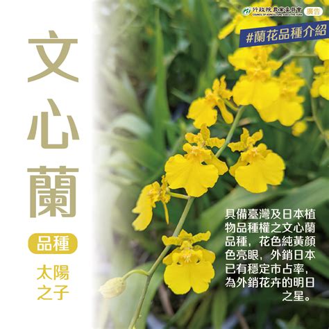 小蘭花品種|蘭花品種介紹 (桃園區農業改良場)